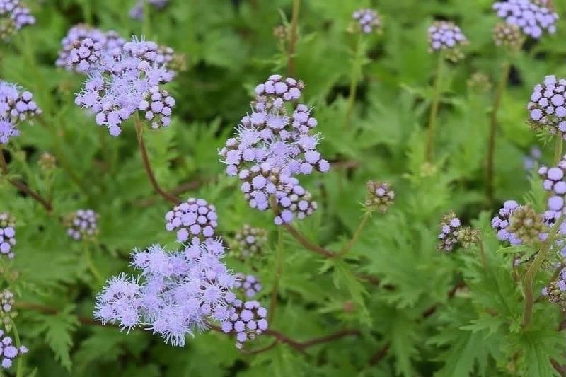 Plant in Fall and Manage Water and Spread