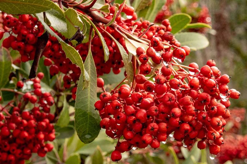 Plant in fall, then manage water during establishment