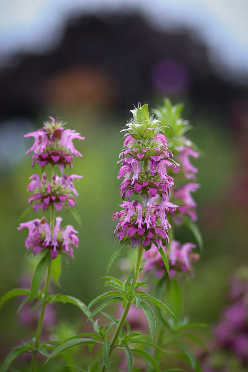 Plant it for pollinators, not as a rat-control substitute