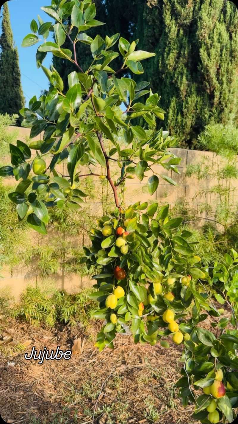 Plant it in sun with excellent drainage