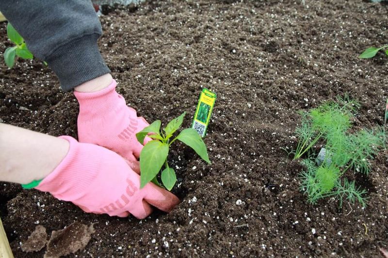 Plant now only if the timing fits your Florida garden Plant now only if the timing fits your Florida garden