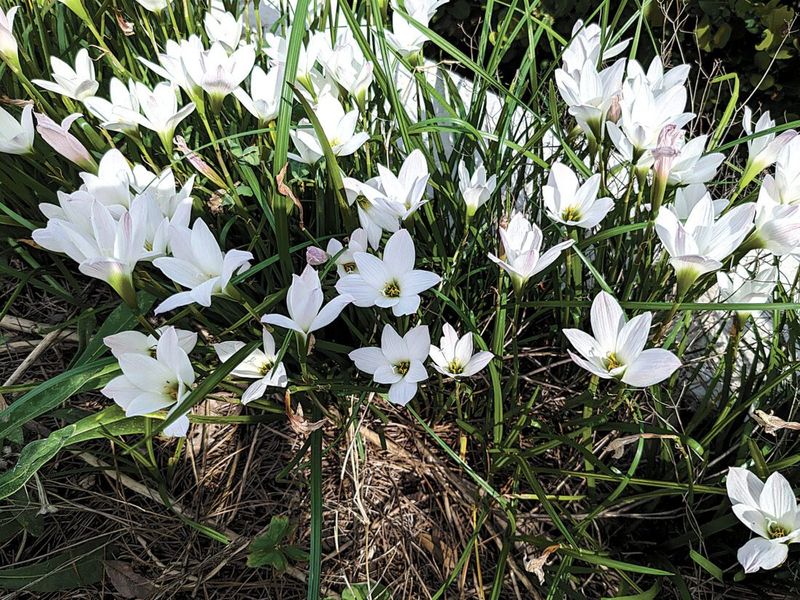 Plant several bulbs where the color will show