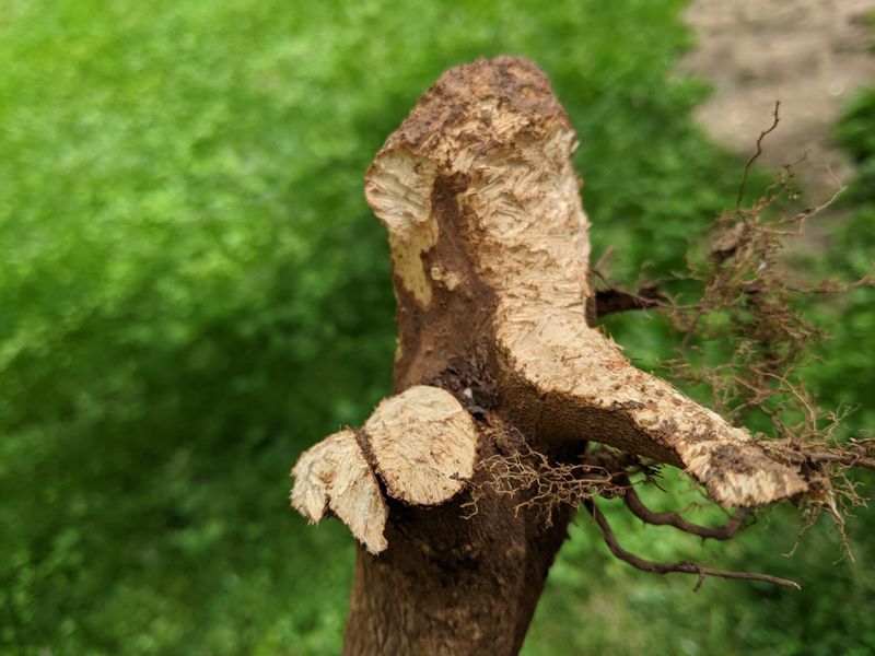 Plant symptoms tell you when to open the soil Plant symptoms tell you when to open the soil