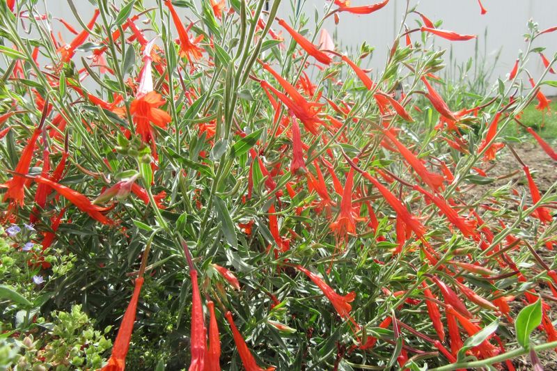 Plant the right California fuchsia in the right California yard