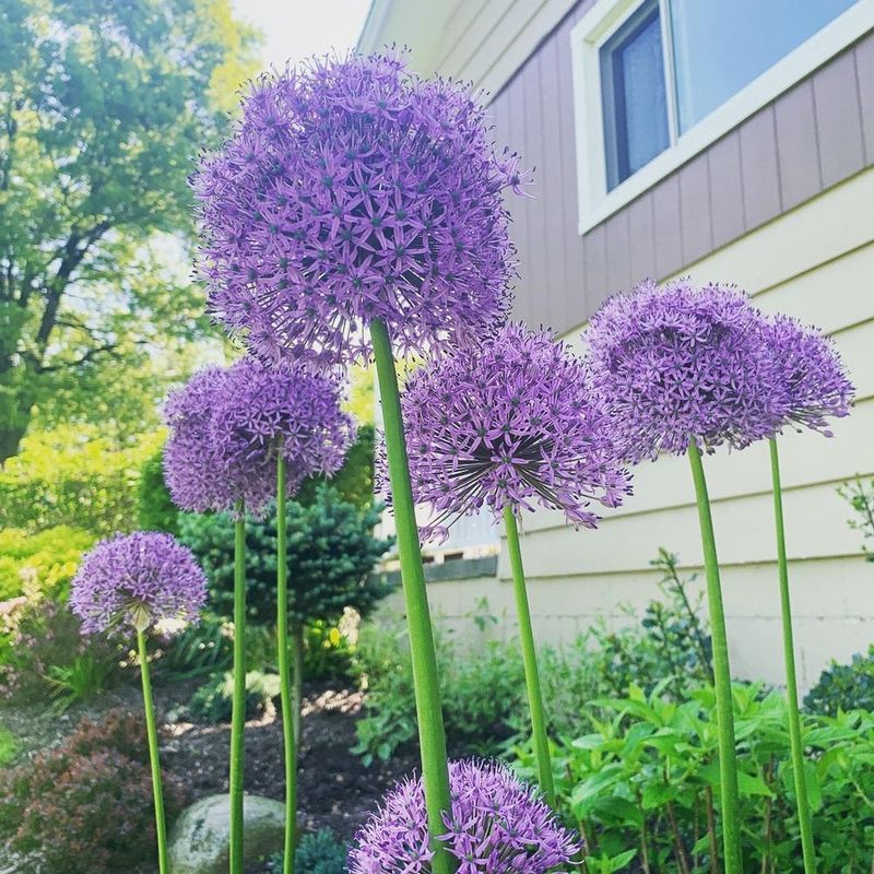 Plant the right bulb at the right fall depth Plant the right bulb at the right fall depth