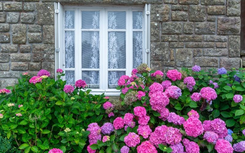 Planting Dense Shrubs Right Up Against Walls and Windows