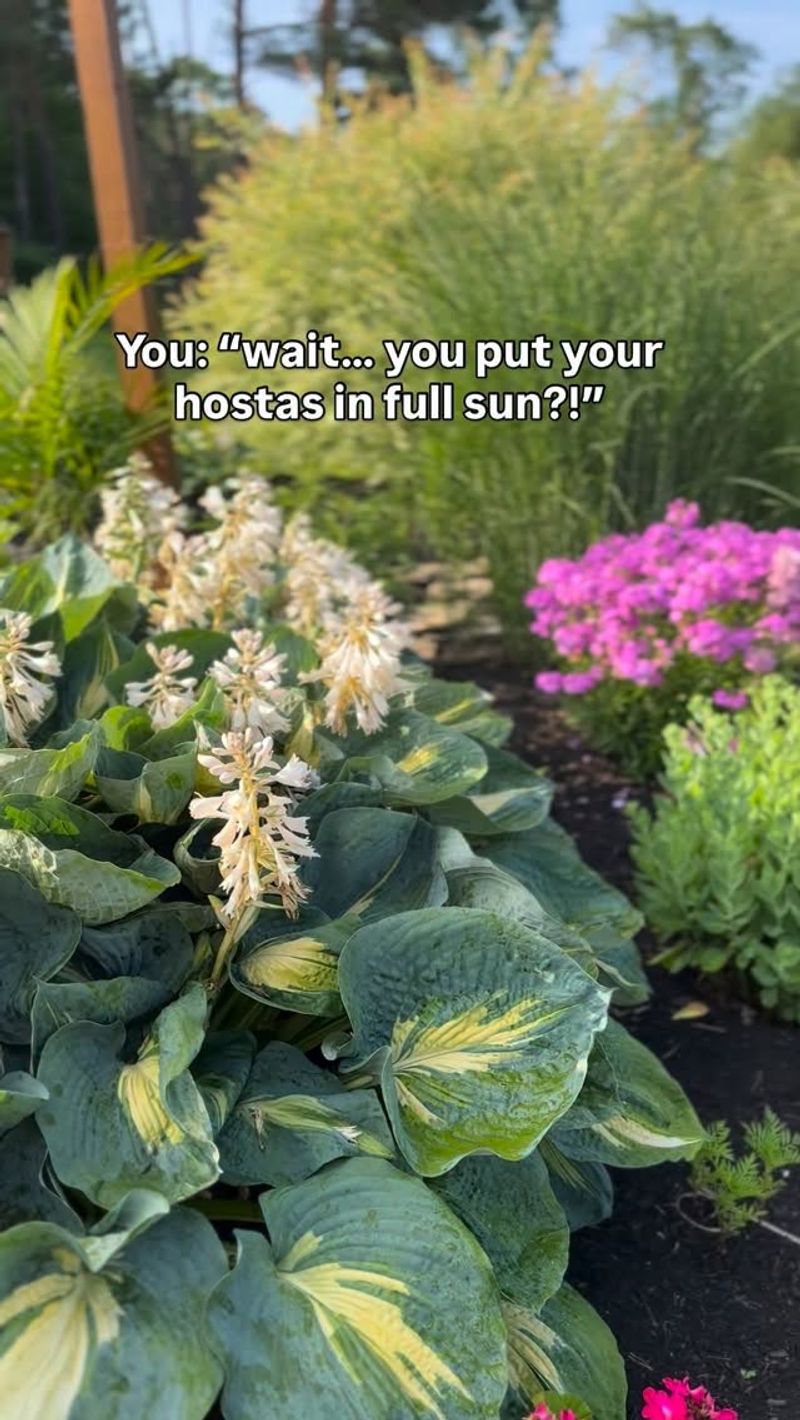 Planting Hostas in Too Much Sun Planting Hostas in Too Much Sun