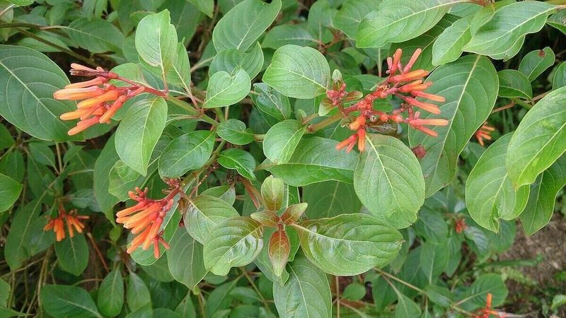 Planting only pest-prone exotics with little habitat value