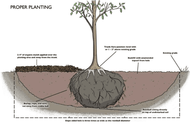 Planting technique protects the roots and stabilizes the site Planting technique protects the roots and stabilizes the site
