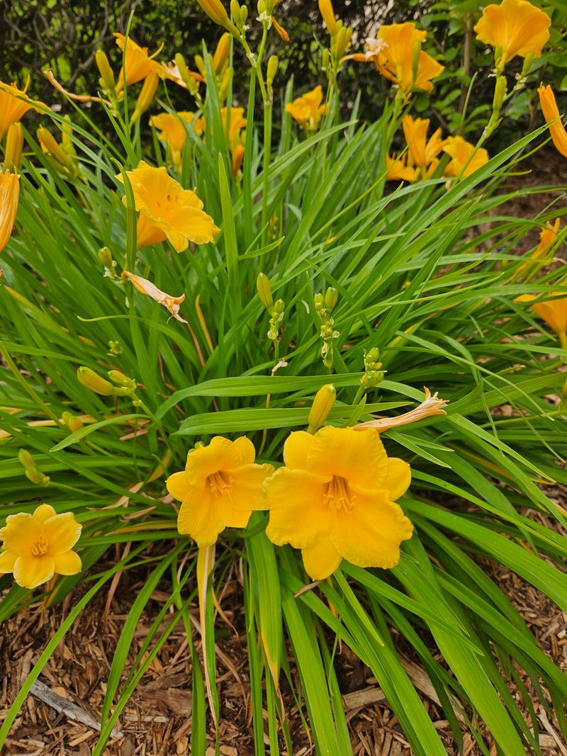 Plants Built to Survive Triple-Digit Texas Summers Plants Built to Survive Triple-Digit Texas Summers
