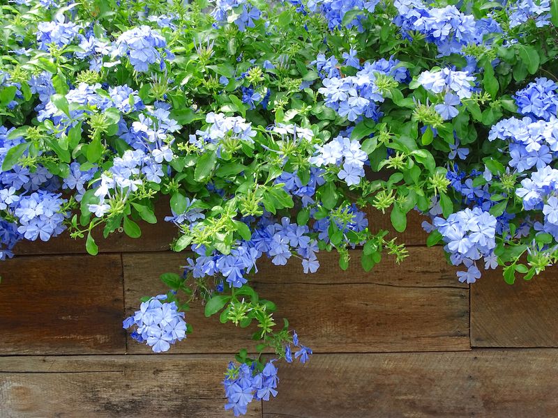 Plumbago