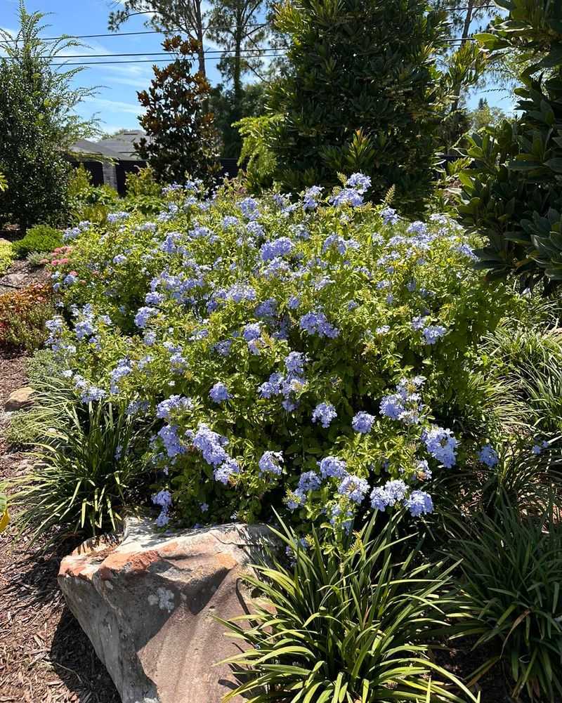 Plumbago