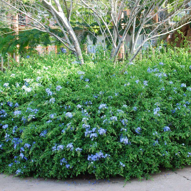 Plumbago (Cape Leadwort)