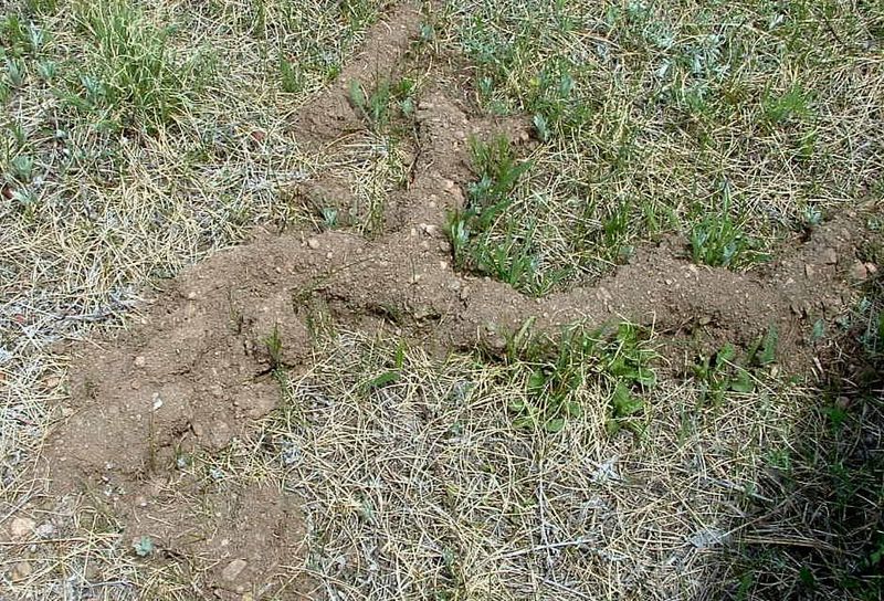 Pocket gophers