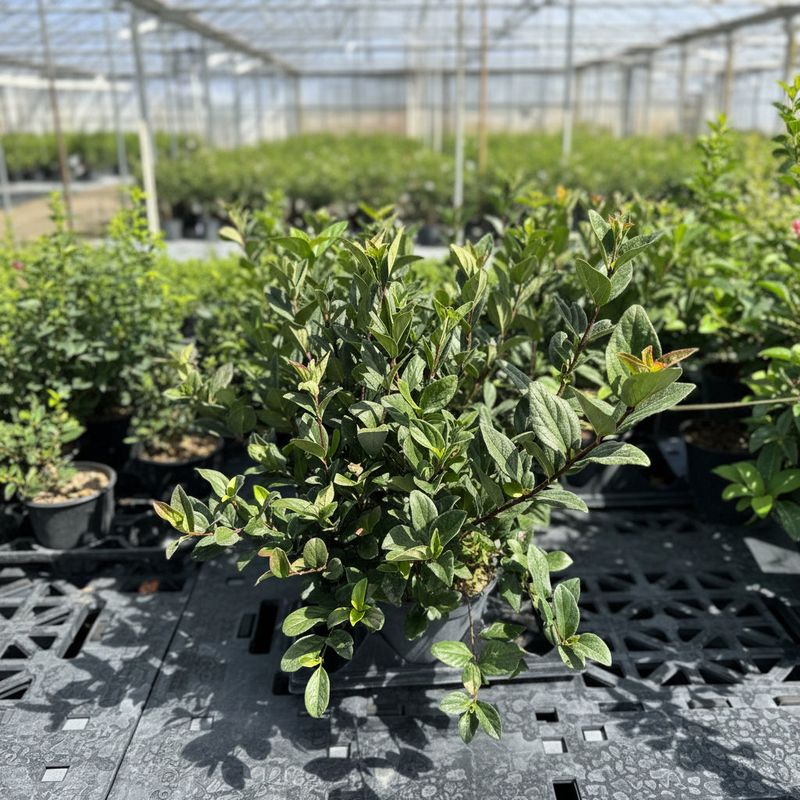 Podocarpus Hedge Podocarpus Hedge