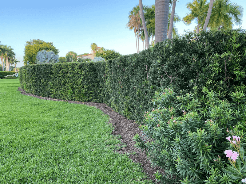 Podocarpus
