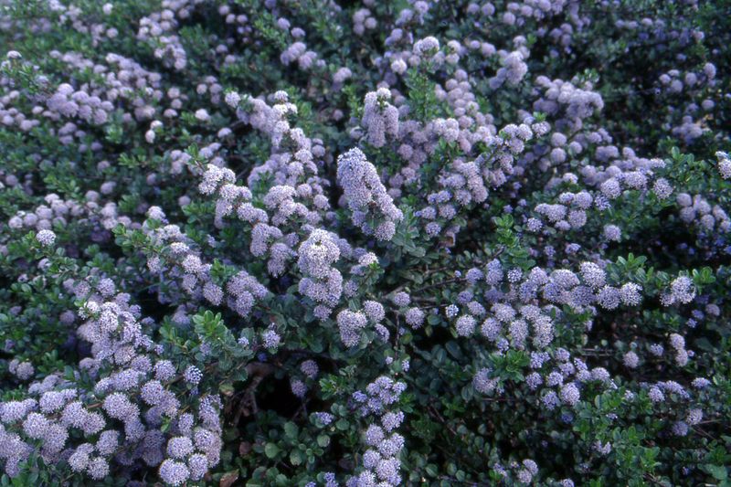 Point Reyes Ceanothus (Ceanothus gloriosus)