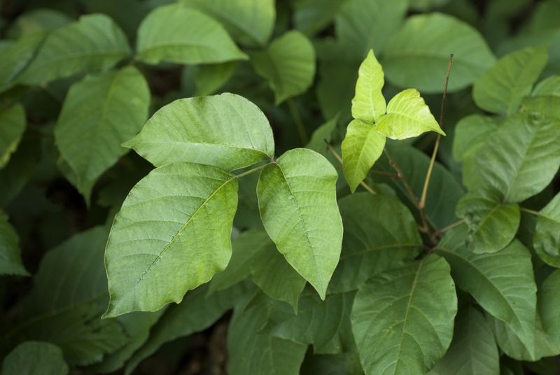 Poison Ivy Poison Ivy