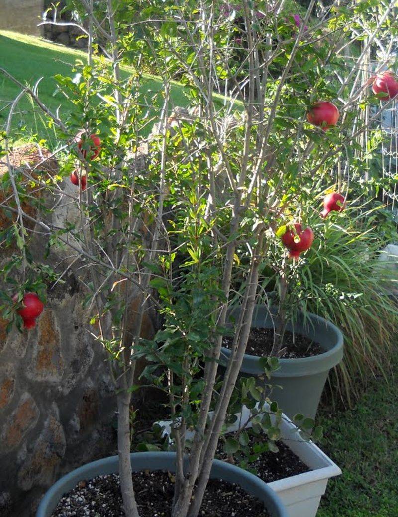 Pomegranate 'Wonderful'