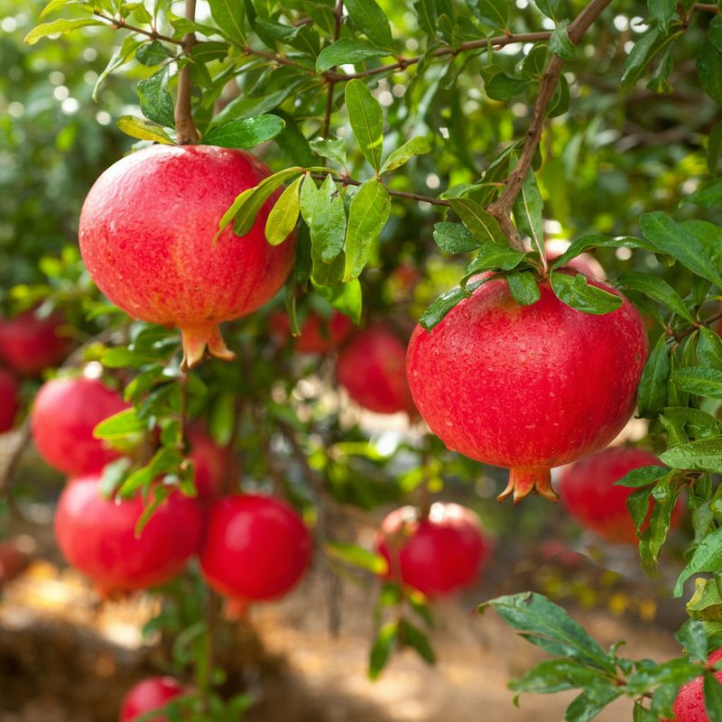 Pomegranate