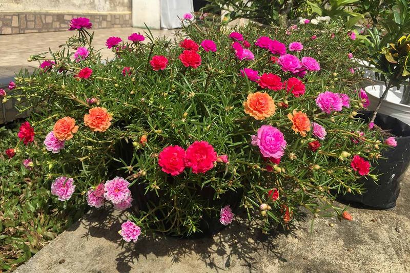 Portulaca (Moss Rose)