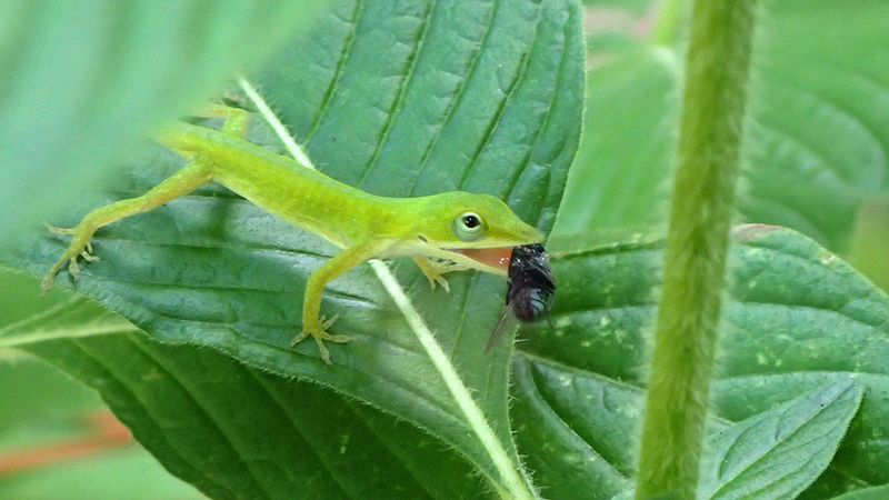 Possible Prey Does Not Equal Reliable Pest Control