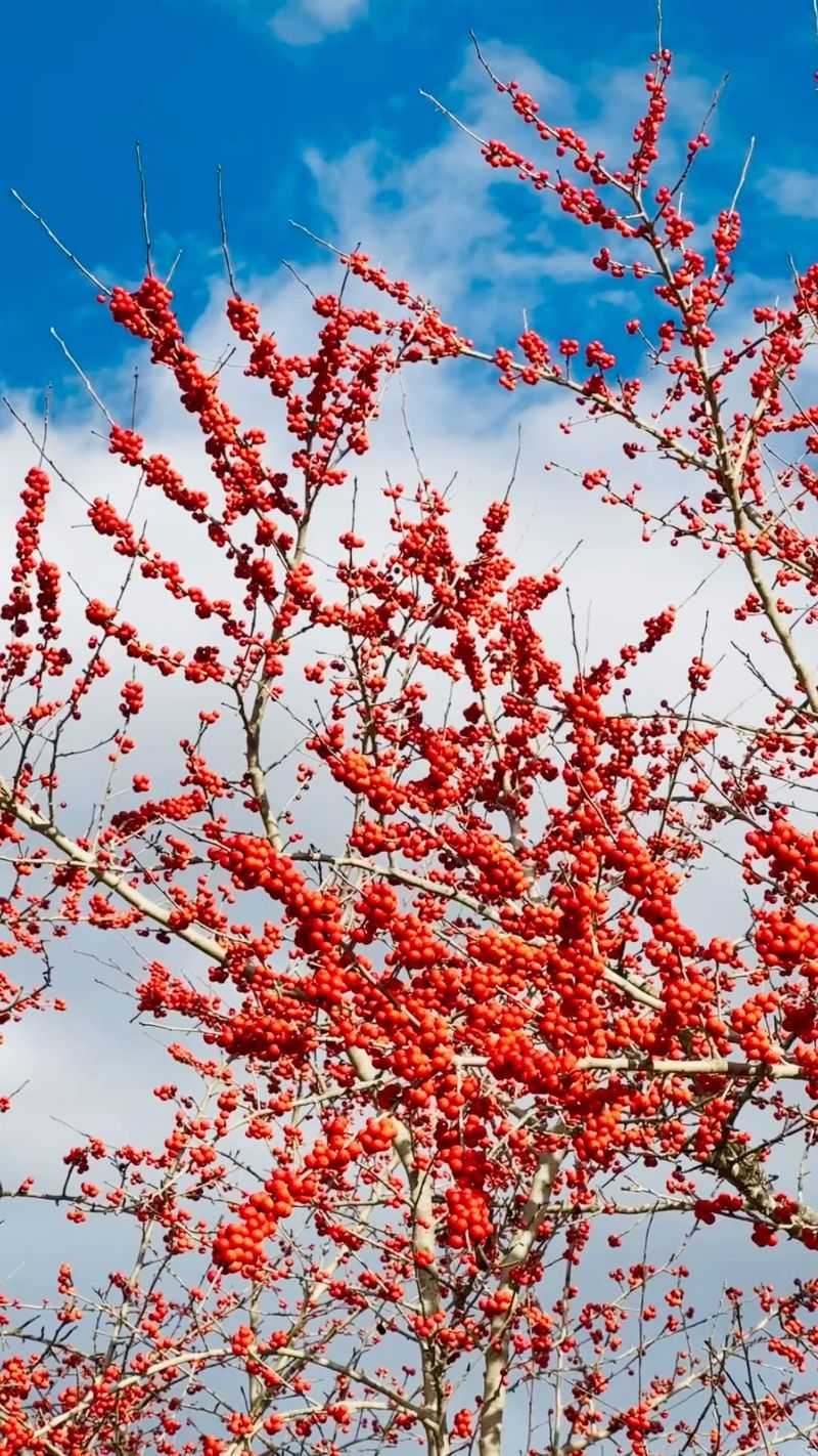 Possumhaw Holly