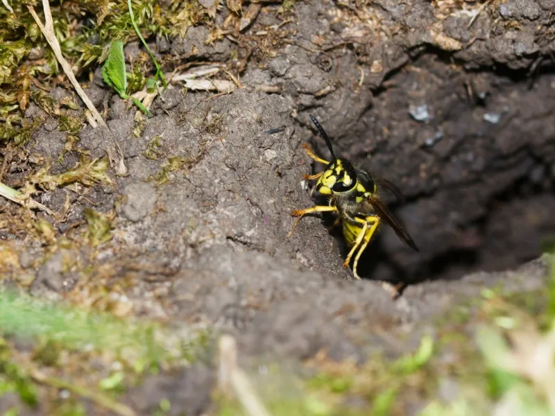 Postpone mowing when activity suggests a colony