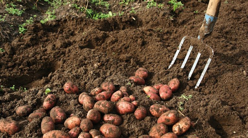Potatoes