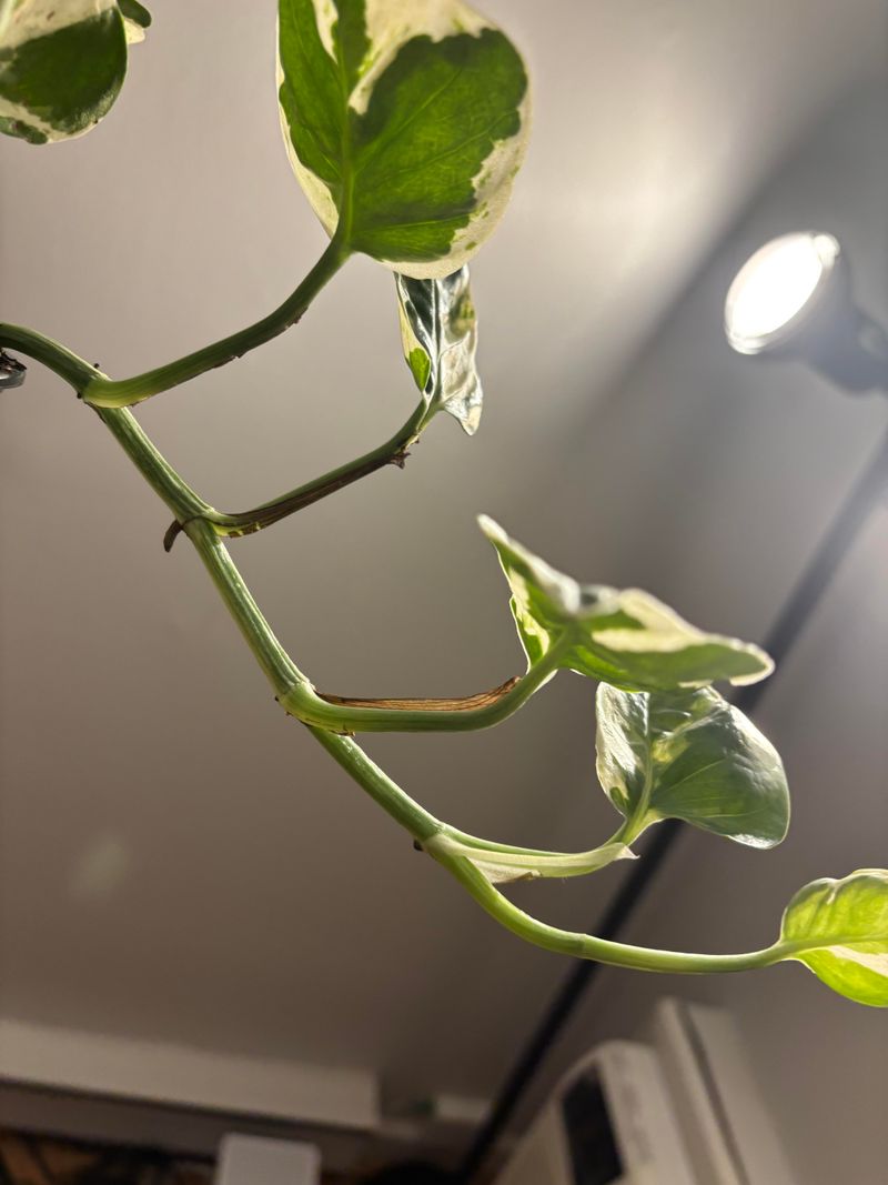 Pothos
