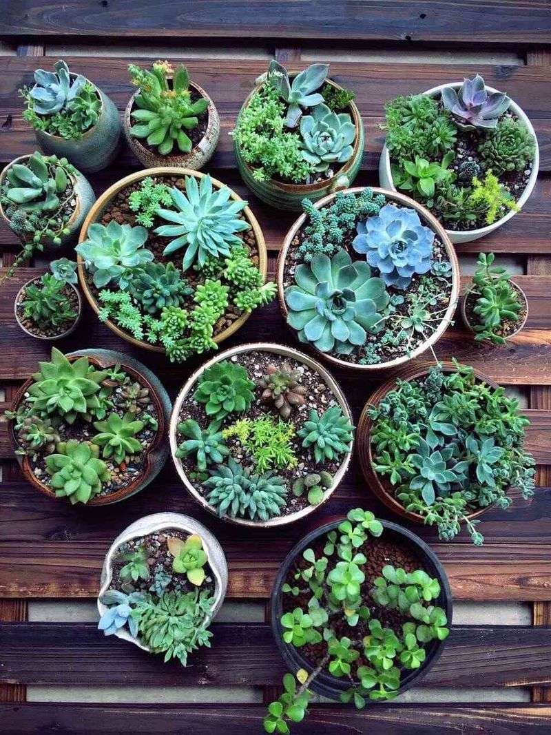 Potted Succulents and Container Gardens
