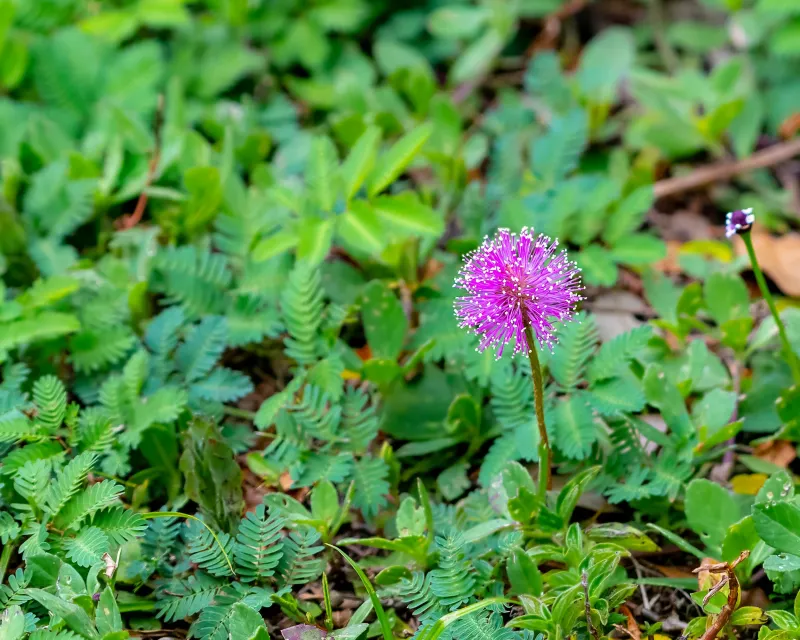 Powderpuff Mimosa