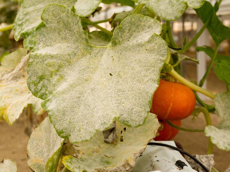 Powdery mildew mainly damages foliage Powdery mildew mainly damages foliage