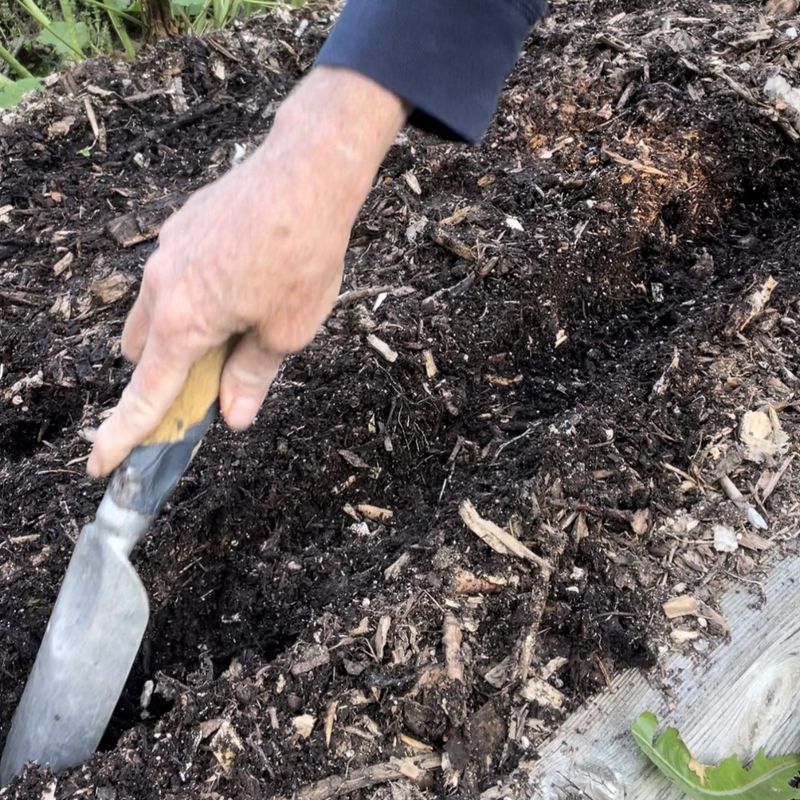 Prepare a deep, clean bed before the next sowing