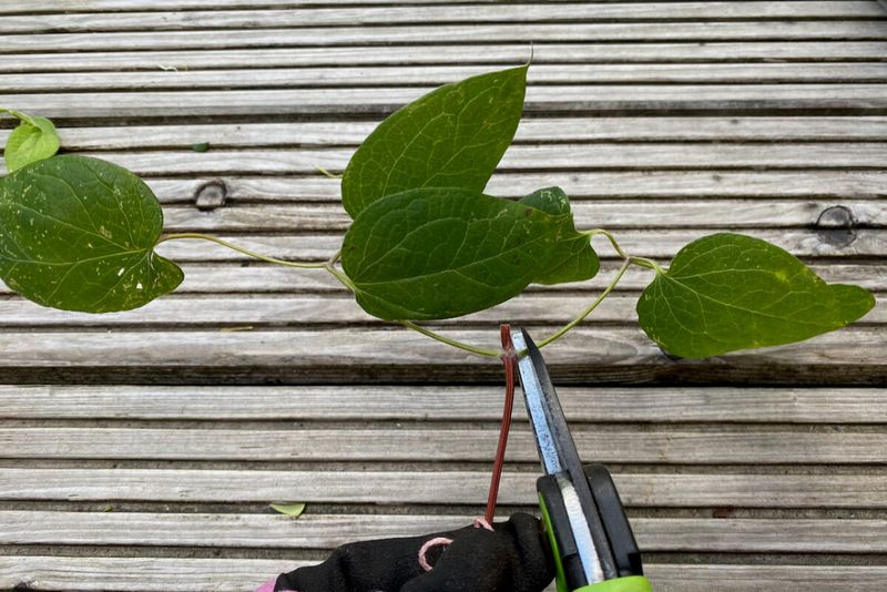 Prepare a short cutting around a healthy node Prepare a short cutting around a healthy node