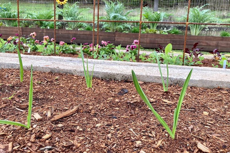 Prepare a sunny, well-drained bed