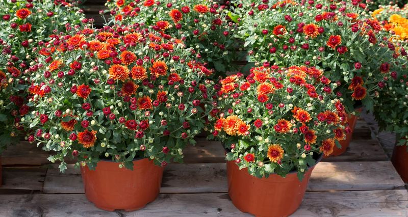 Prepare a surviving crown for another season