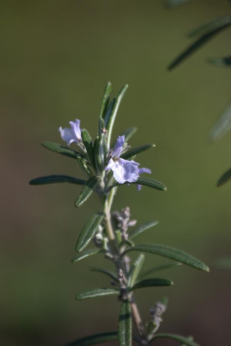 Prepare rosemary before you bring it inside