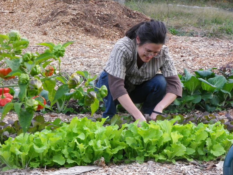 Prepare the Bed and Establish Plants Without Overwatering Prepare the Bed and Establish Plants Without Overwatering