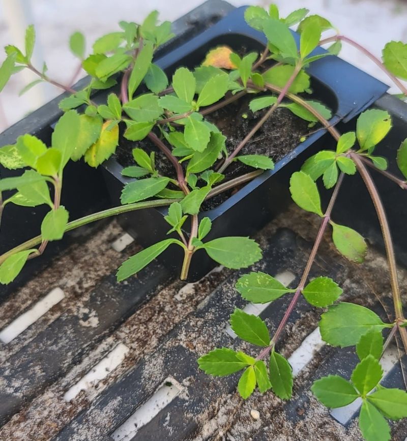Prepare the Ground Before Planting Frogfruit Plugs