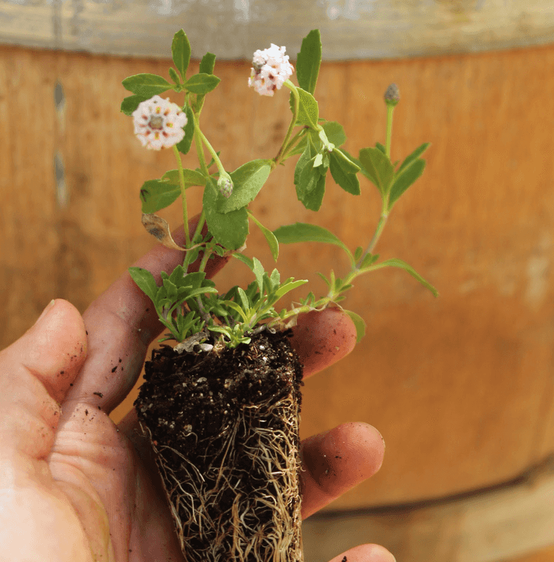 Prepare the site before planting