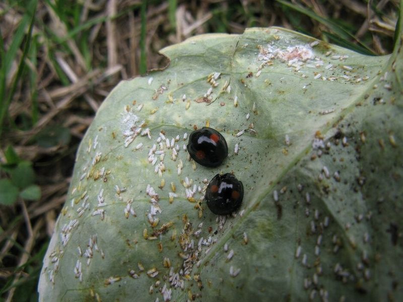 Preserve beneficial insects and manage ants