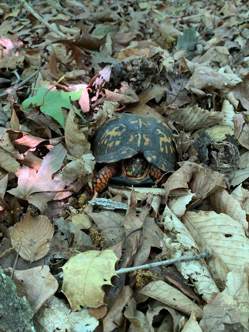 Preserve cover without promising a turtle visit