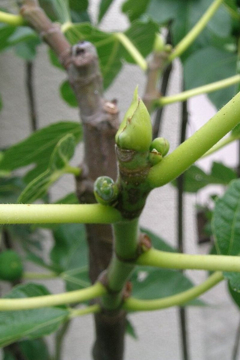 Preserve fruiting wood before reaching for the saw