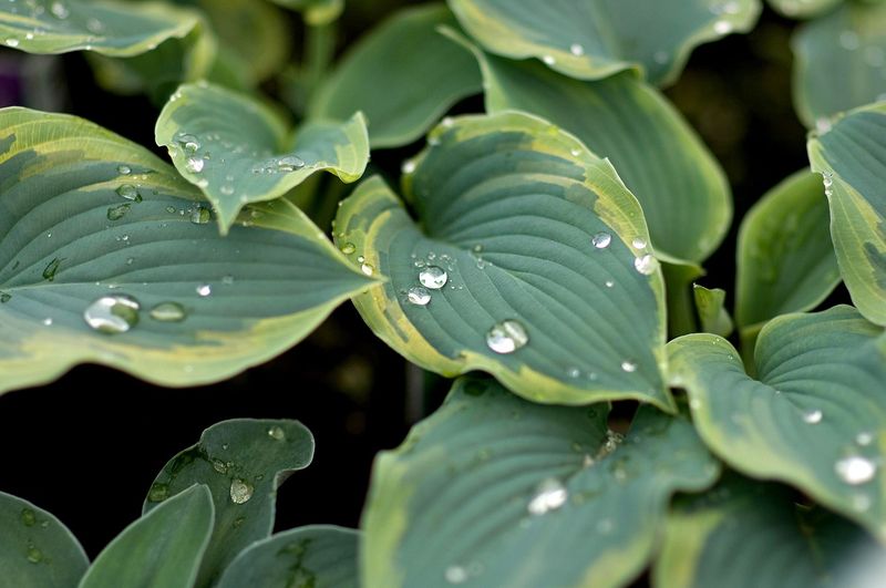 Preserve green leaves and prune selectively