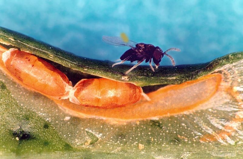 Preserve natural enemies before considering stronger pesticides