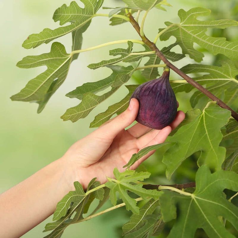 Preserve the wood for the fig crop you want