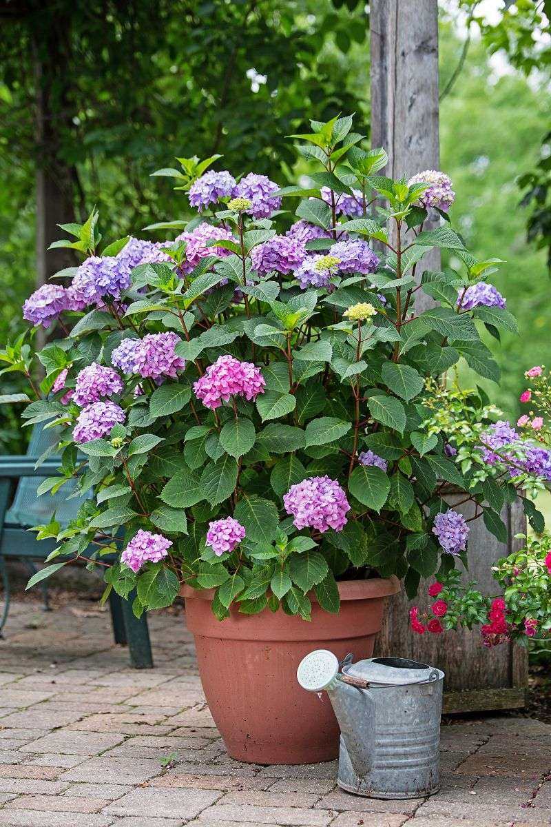Prevent another wilt with adaptable container care