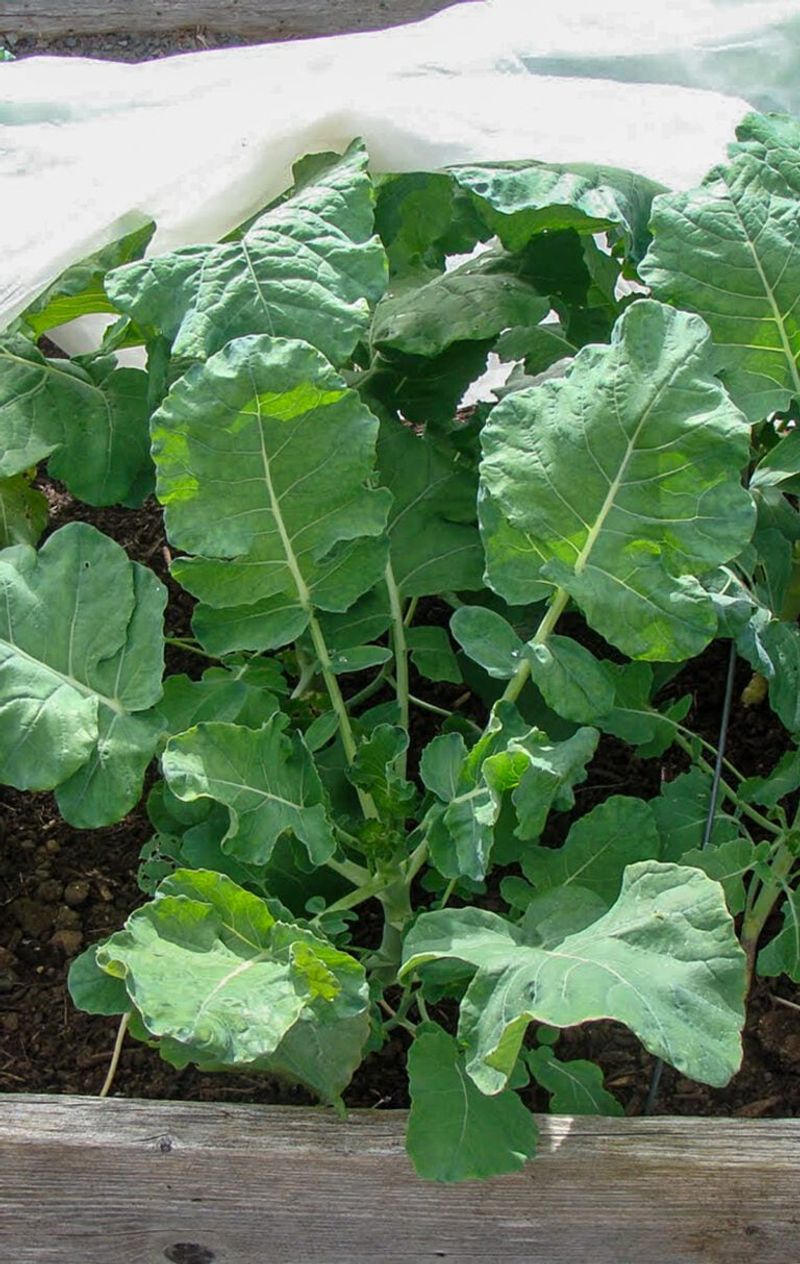 Prevent buttoning in the next fall planting