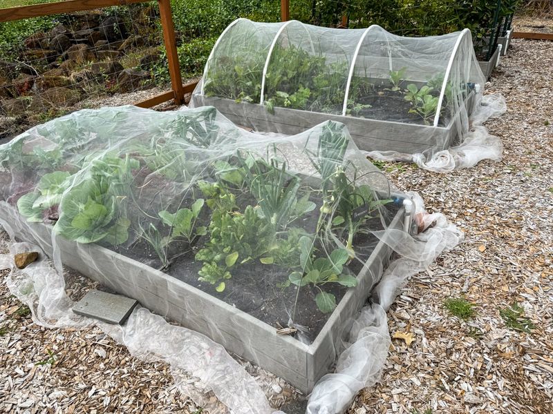 Prevent new colonies and monitor the plant